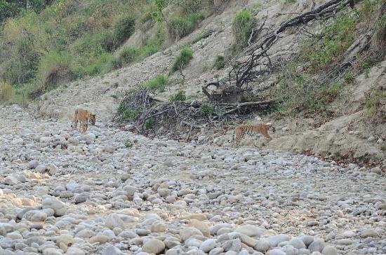 Jim Corbett Resort Rāmnagar Buitenkant foto